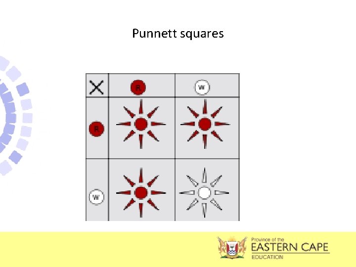 Punnett squares 