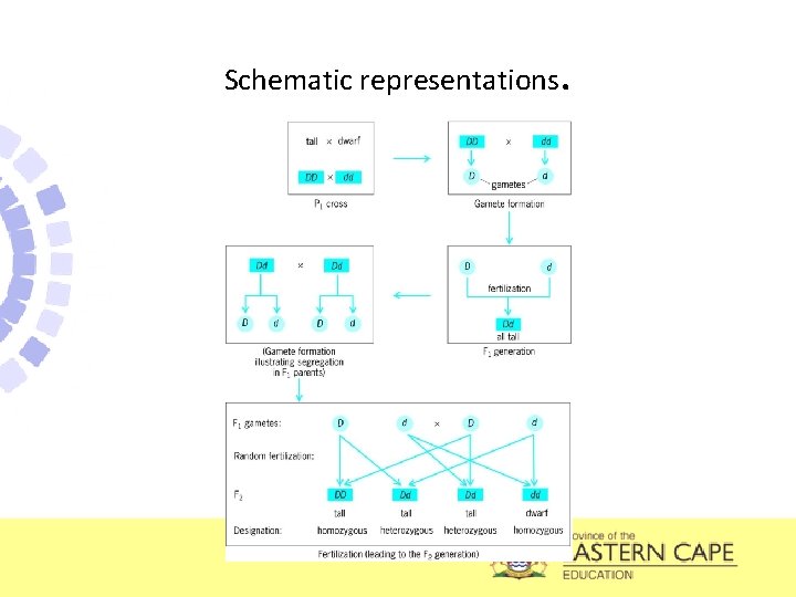 Schematic representations. 