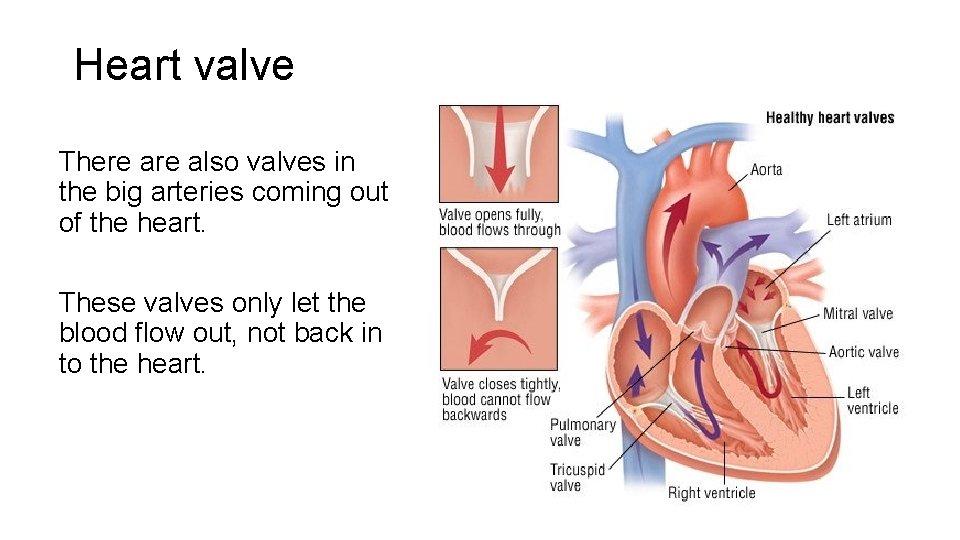 Heart valve There also valves in the big arteries coming out of the heart.