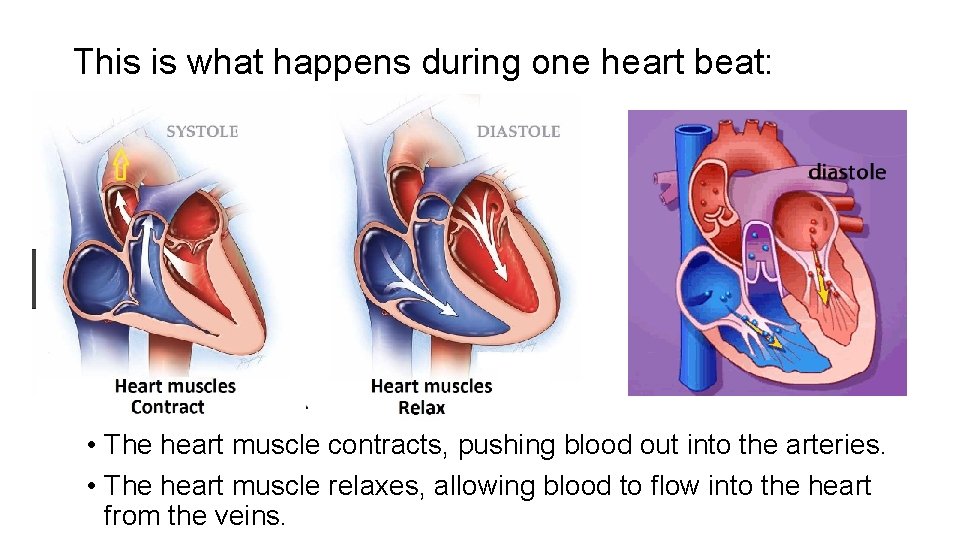 This is what happens during one heart beat: • The heart muscle contracts, pushing