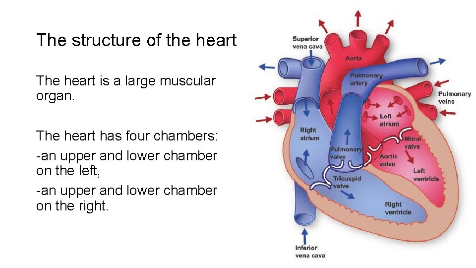 The structure of the heart The heart is a large muscular organ. The heart