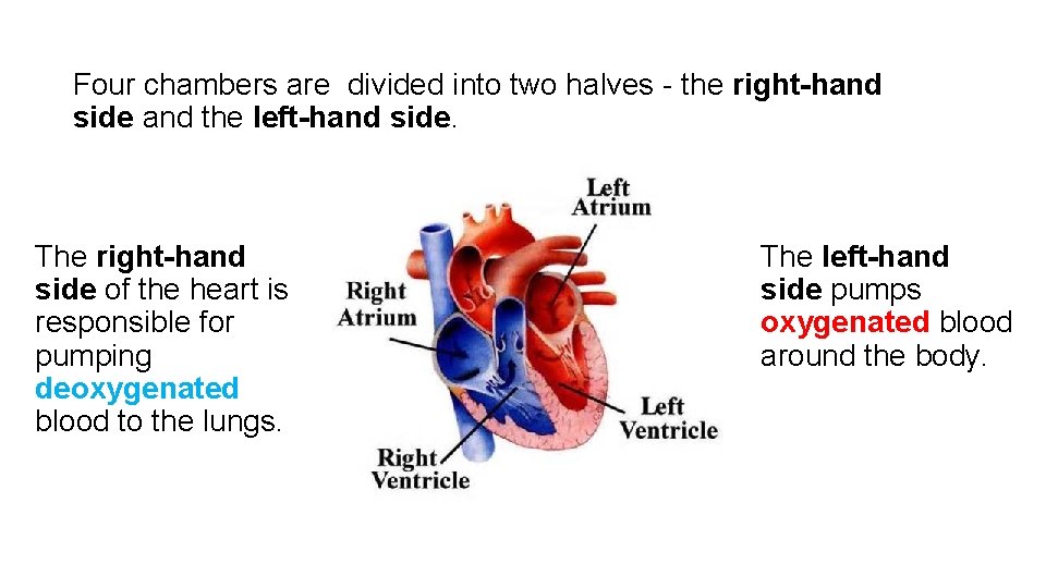 Four chambers are divided into two halves - the right-hand side and the left-hand