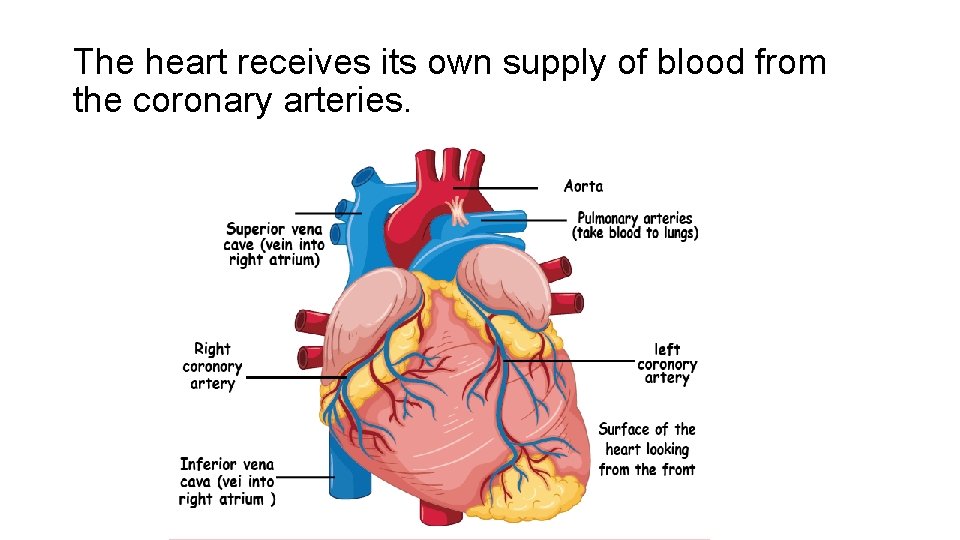 The heart receives its own supply of blood from the coronary arteries. 