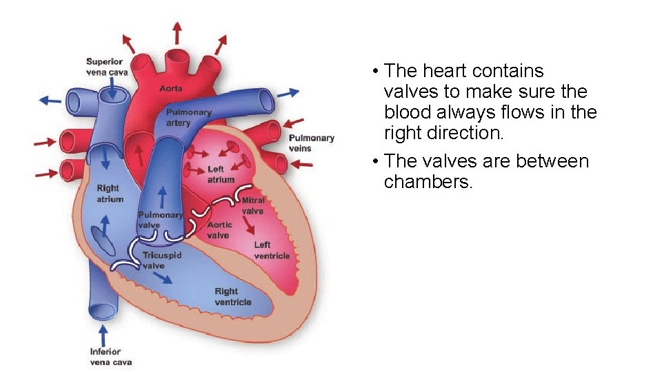  • The heart contains valves to make sure the blood always flows in