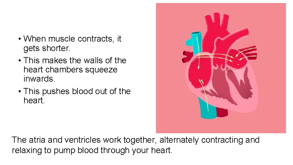  • When muscle contracts, it gets shorter. • This makes the walls of