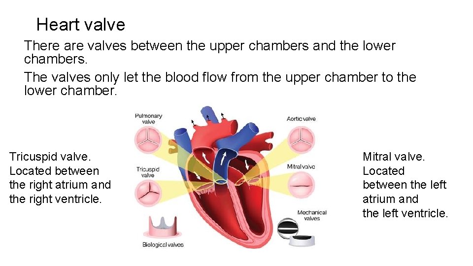 Heart valve There are valves between the upper chambers and the lower chambers. The