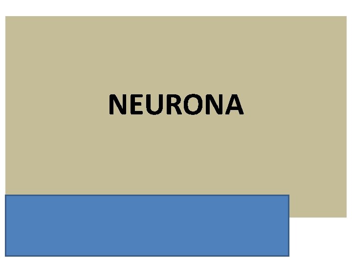 NEURONA 