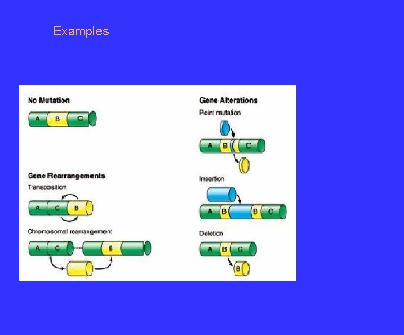 Heterotypy Chromosomal Mutations and Karyotypes Genetic Variationdifferences in ...