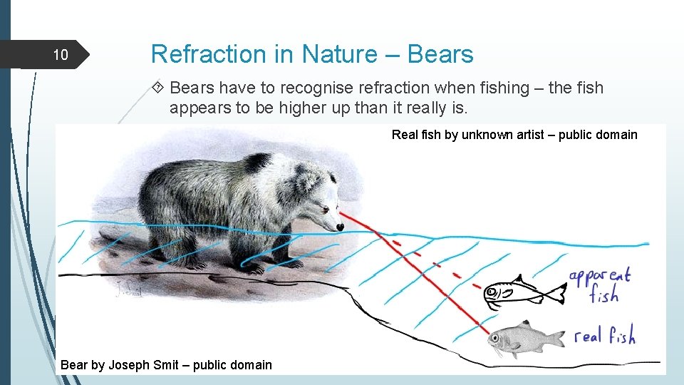 10 Refraction in Nature – Bears have to recognise refraction when fishing – the