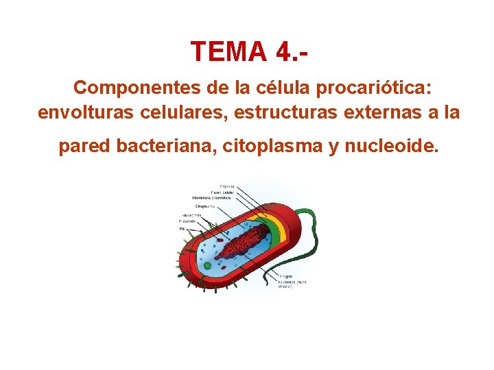 TEMA 4. Componentes de la célula procariótica: envolturas celulares, estructuras externas a la pared