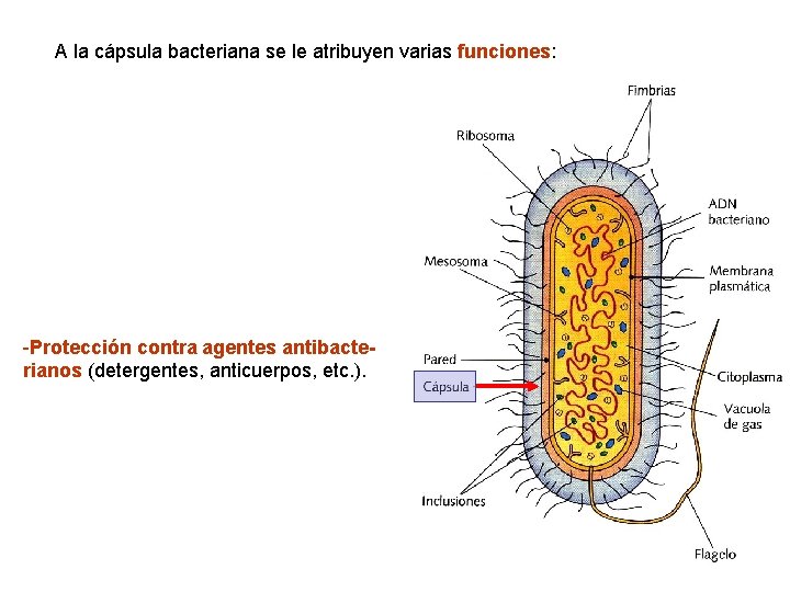 A la cápsula bacteriana se le atribuyen varias funciones: -Protección contra agentes antibacterianos (detergentes,