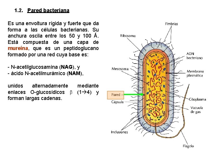 1. 2. Pared bacteriana Es una envoltura rígida y fuerte que da forma a