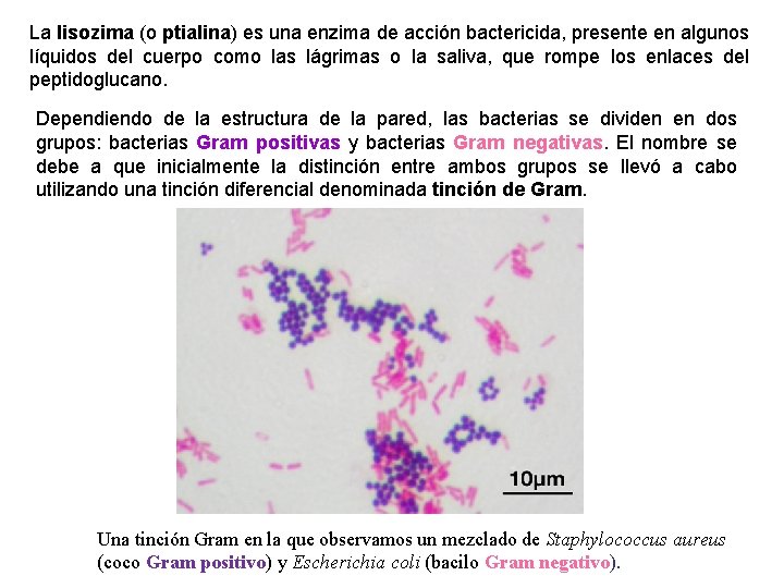 La lisozima (o ptialina) es una enzima de acción bactericida, presente en algunos líquidos