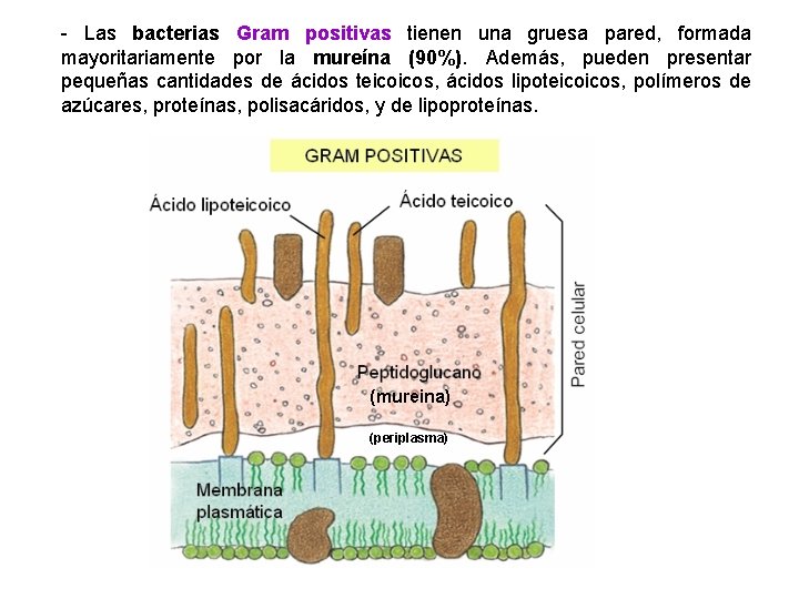 - Las bacterias Gram positivas tienen una gruesa pared, formada mayoritariamente por la mureína