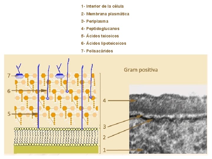 1 - Interior de la célula 2 - Membrana plasmática 3 - Periplasma 4