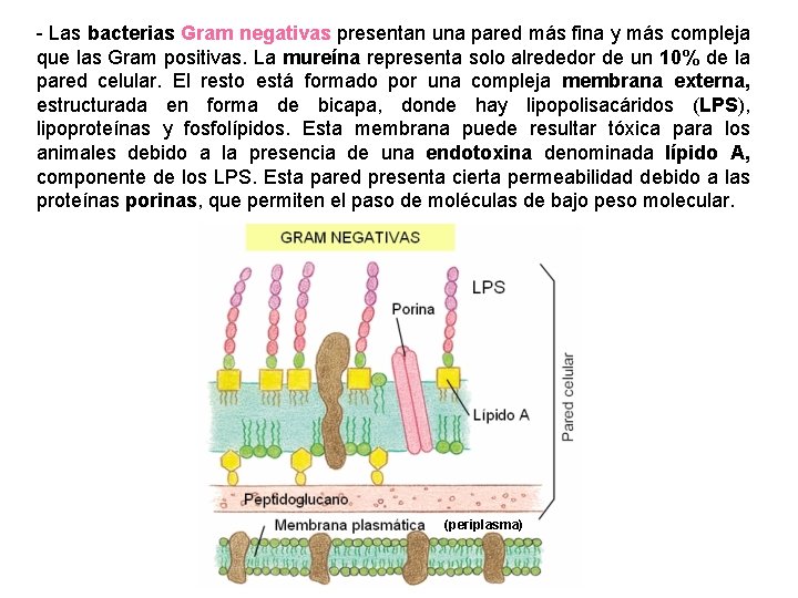 - Las bacterias Gram negativas presentan una pared más fina y más compleja que