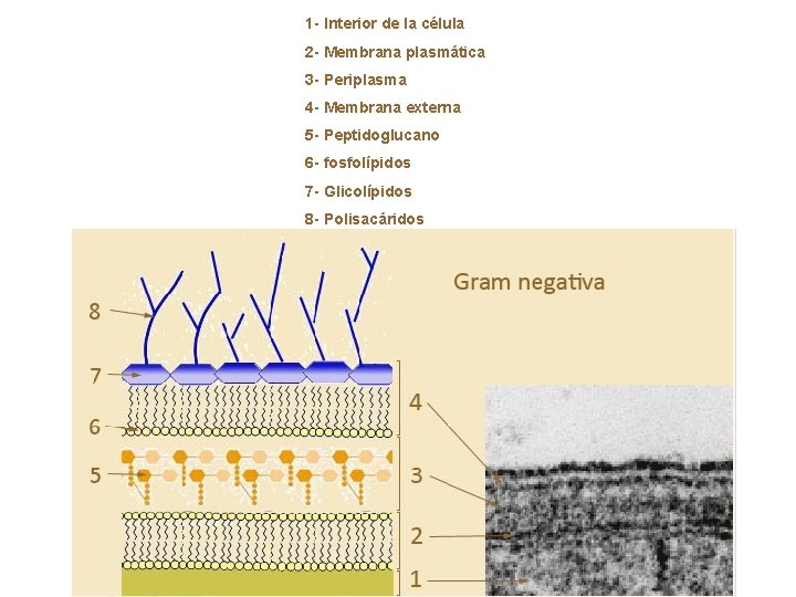 1 - Interior de la célula 2 - Membrana plasmática 3 - Periplasma 4