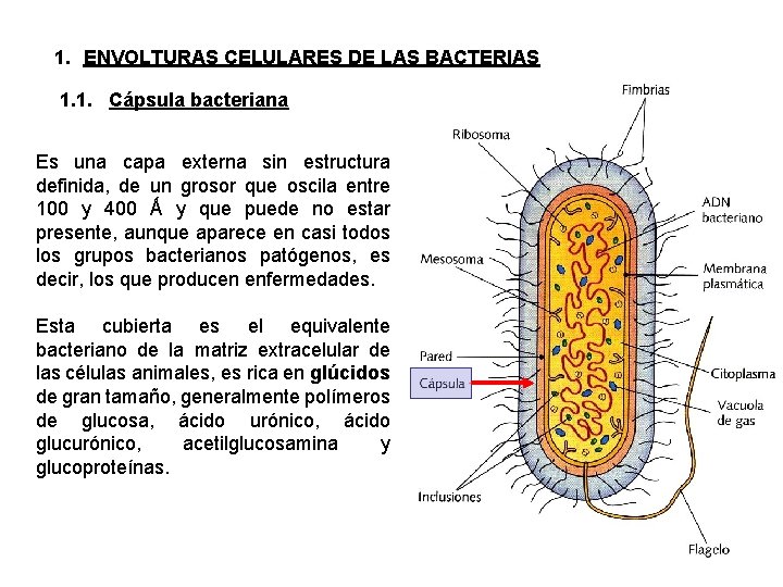 1. ENVOLTURAS CELULARES DE LAS BACTERIAS 1. 1. Cápsula bacteriana Es una capa externa