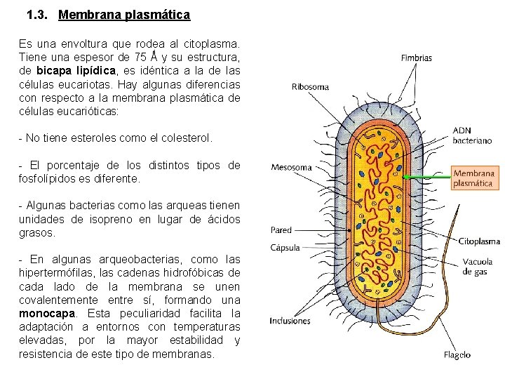 1. 3. Membrana plasmática Es una envoltura que rodea al citoplasma. Tiene una espesor