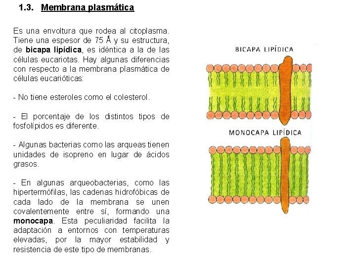 1. 3. Membrana plasmática Es una envoltura que rodea al citoplasma. Tiene una espesor