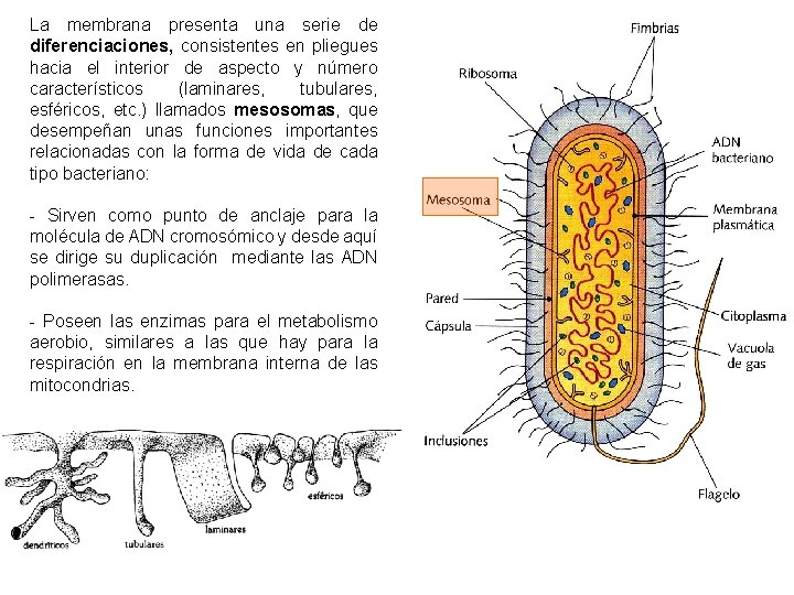 La membrana presenta una serie de diferenciaciones, consistentes en pliegues hacia el interior de