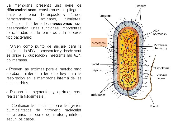 La membrana presenta una serie de diferenciaciones, consistentes en pliegues hacia el interior de