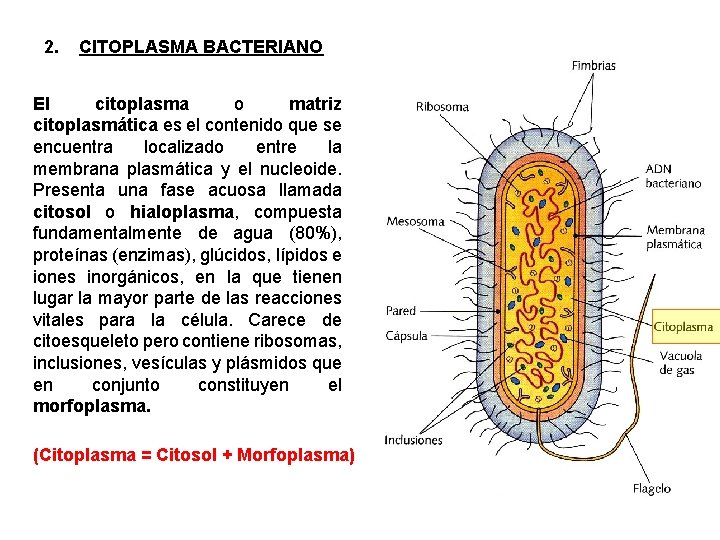 2. CITOPLASMA BACTERIANO El citoplasma o matriz citoplasmática es el contenido que se encuentra