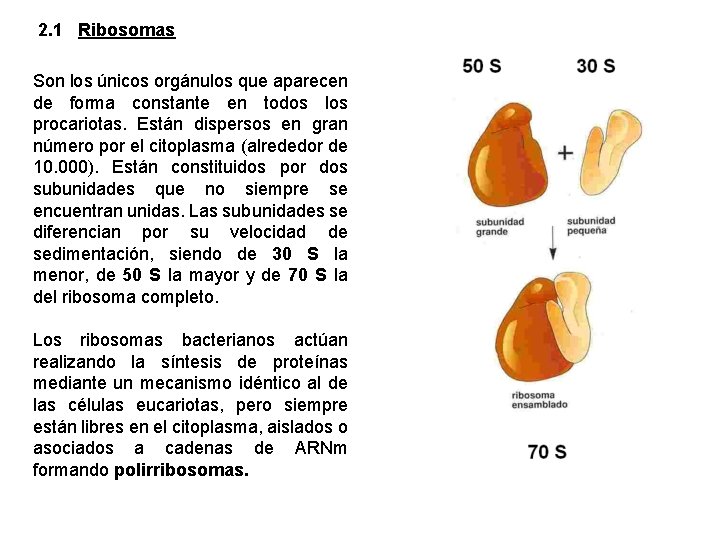 2. 1 Ribosomas Son los únicos orgánulos que aparecen de forma constante en todos