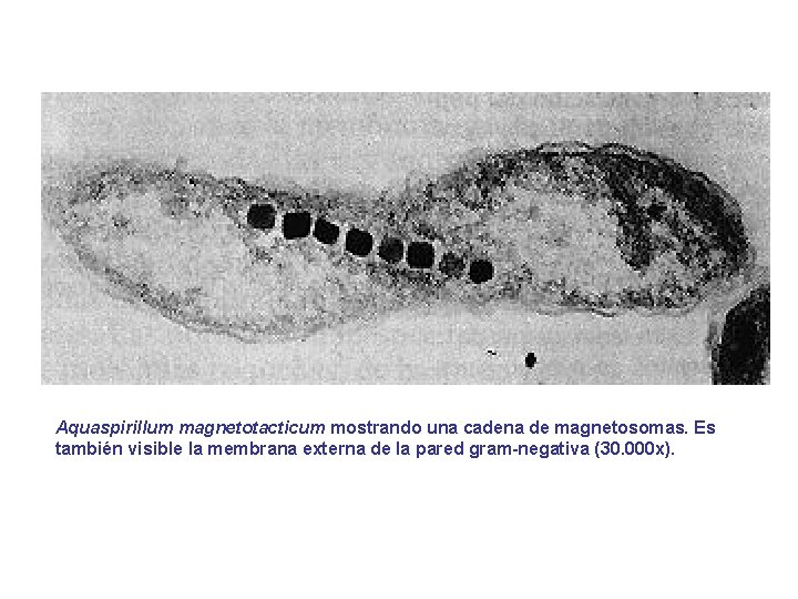 Aquaspirillum magnetotacticum mostrando una cadena de magnetosomas. Es también visible la membrana externa de