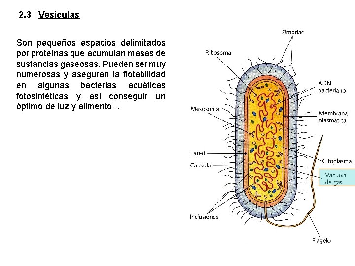 2. 3 Vesículas Son pequeños espacios delimitados por proteínas que acumulan masas de sustancias