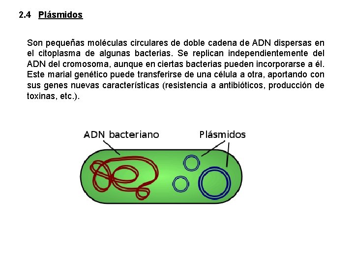 2. 4 Plásmidos Son pequeñas moléculas circulares de doble cadena de ADN dispersas en