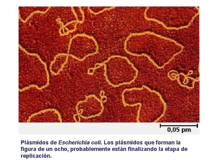 Plásmidos de Escherichia coli. Los plásmidos que forman la figura de un ocho, probablemente