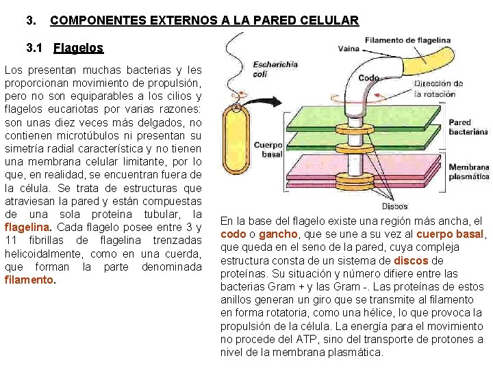 3. COMPONENTES EXTERNOS A LA PARED CELULAR 3. 1 Flagelos Los presentan muchas bacterias