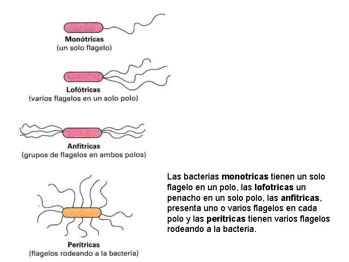 Las bacterias monotricas tienen un solo flagelo en un polo, las lofotricas un penacho