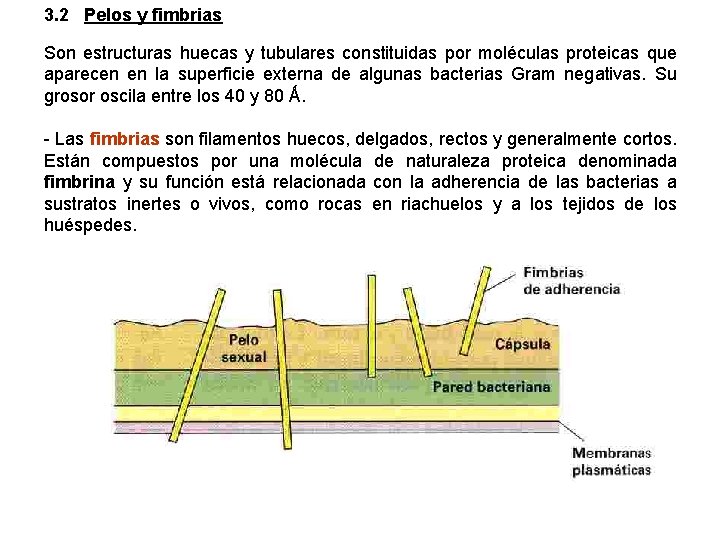 3. 2 Pelos y fimbrias Son estructuras huecas y tubulares constituidas por moléculas proteicas