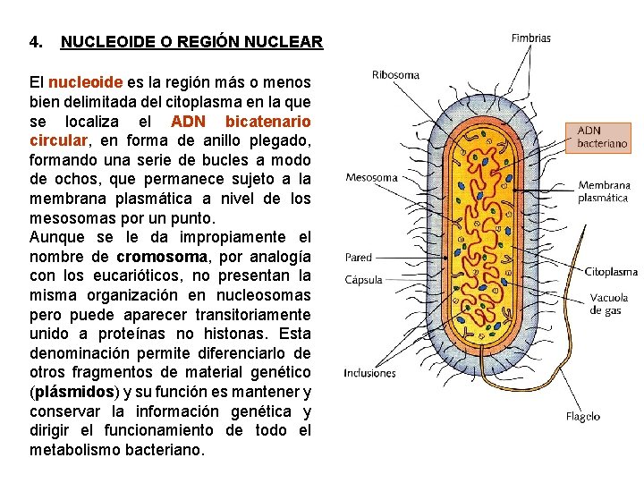 4. NUCLEOIDE O REGIÓN NUCLEAR El nucleoide es la región más o menos bien