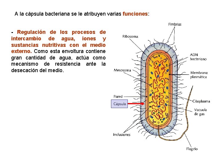 A la cápsula bacteriana se le atribuyen varias funciones: - Regulación de los procesos