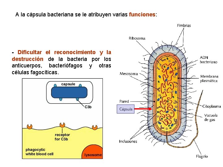 A la cápsula bacteriana se le atribuyen varias funciones: - Dificultar el reconocimiento y