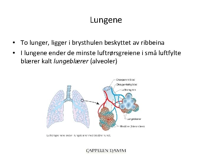 Lungene • To lunger, ligger i brysthulen beskyttet av ribbeina • I lungene ender