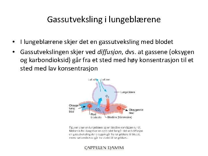 Gassutveksling i lungeblærene • I lungeblærene skjer det en gassutveksling med blodet • Gassutvekslingen