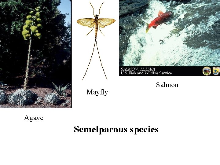 Mayfly Salmon Agave Semelparous species 
