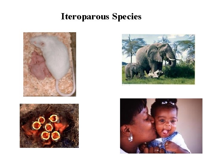 Iteroparous Species 