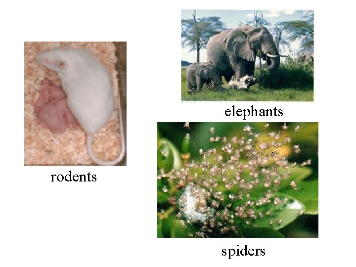 elephants rodents spiders 