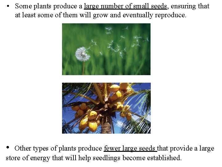  • Some plants produce a large number of small seeds, ensuring that at