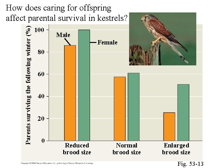 Parents surviving the following winter (%) How does caring for offspring affect parental survival