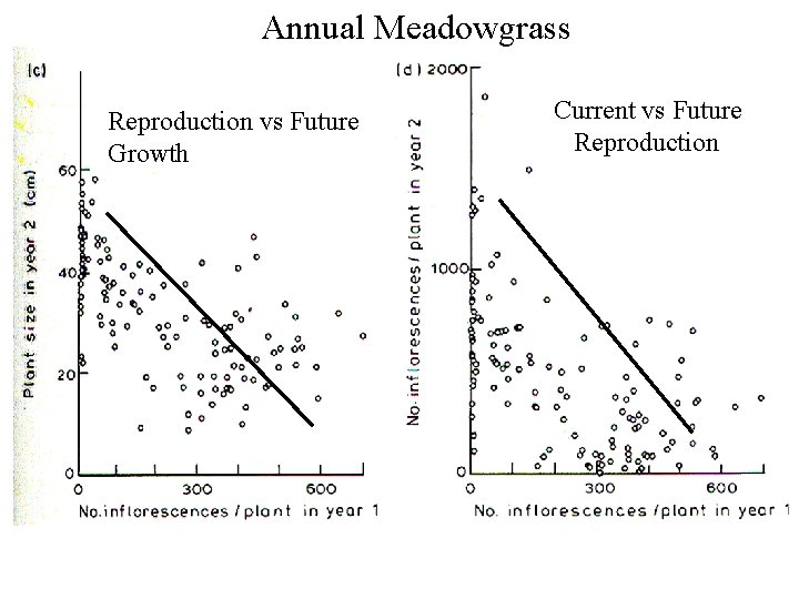 Annual Meadowgrass Reproduction vs Future Growth Current vs Future Reproduction 