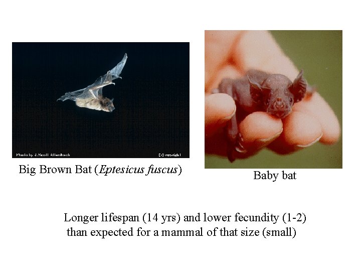 Big Brown Bat (Eptesicus fuscus) Baby bat Longer lifespan (14 yrs) and lower fecundity