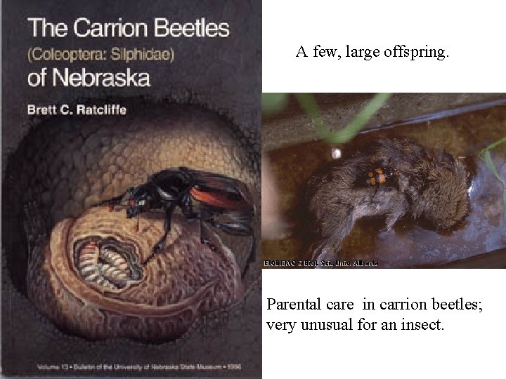A few, large offspring. Parental care in carrion beetles; very unusual for an insect.