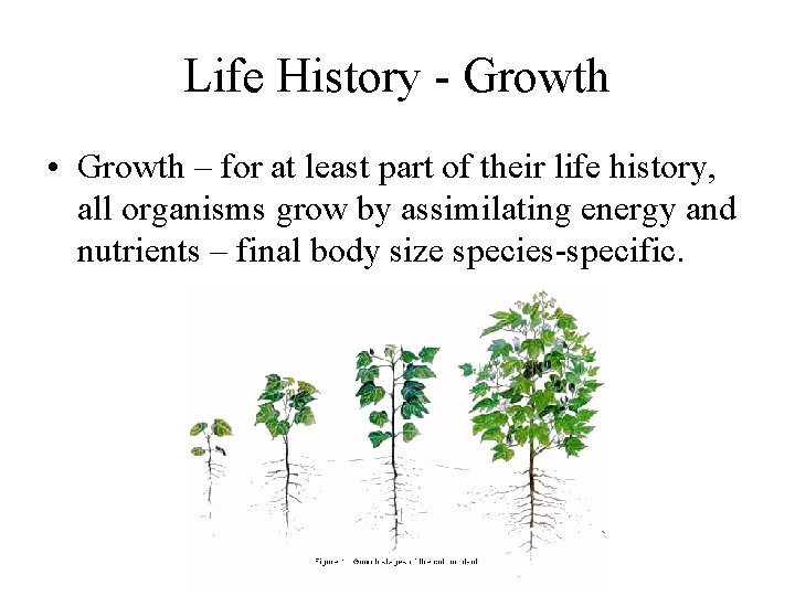 Life History - Growth • Growth – for at least part of their life