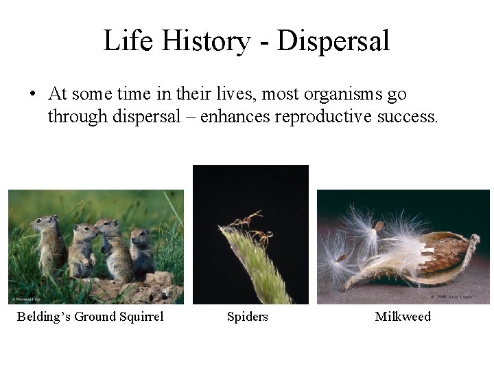 Life History - Dispersal • At some time in their lives, most organisms go